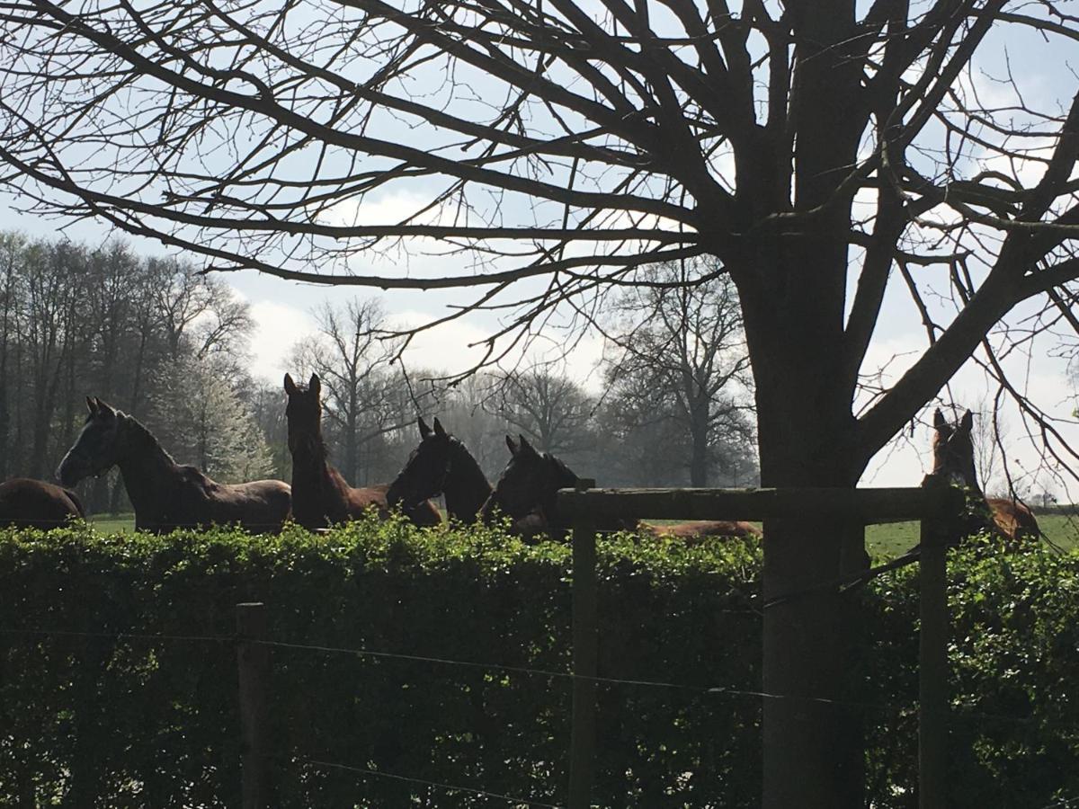B&B Het Welthof Bree Bagian luar foto